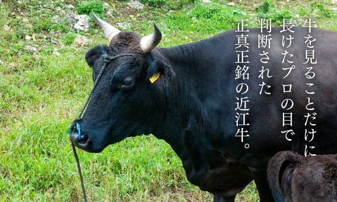 牛を見ることだけに長けたプロの目で判断された正真正銘の近江牛。