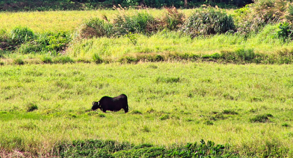 滋賀県の牧場で育てられている近江牛